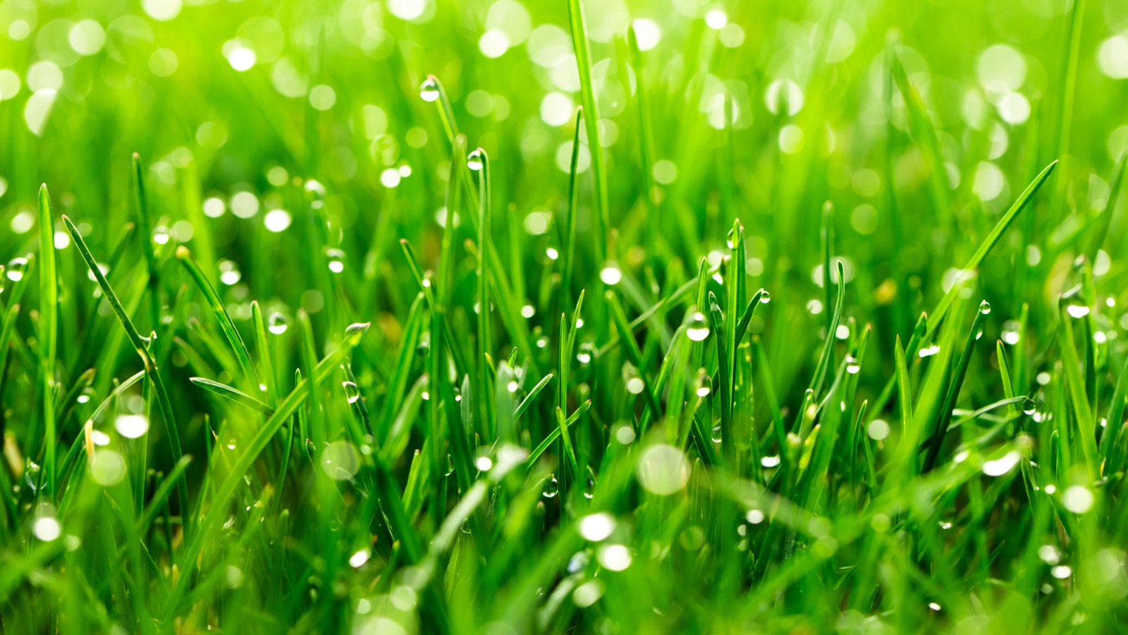 Dewy green grass at sunrise